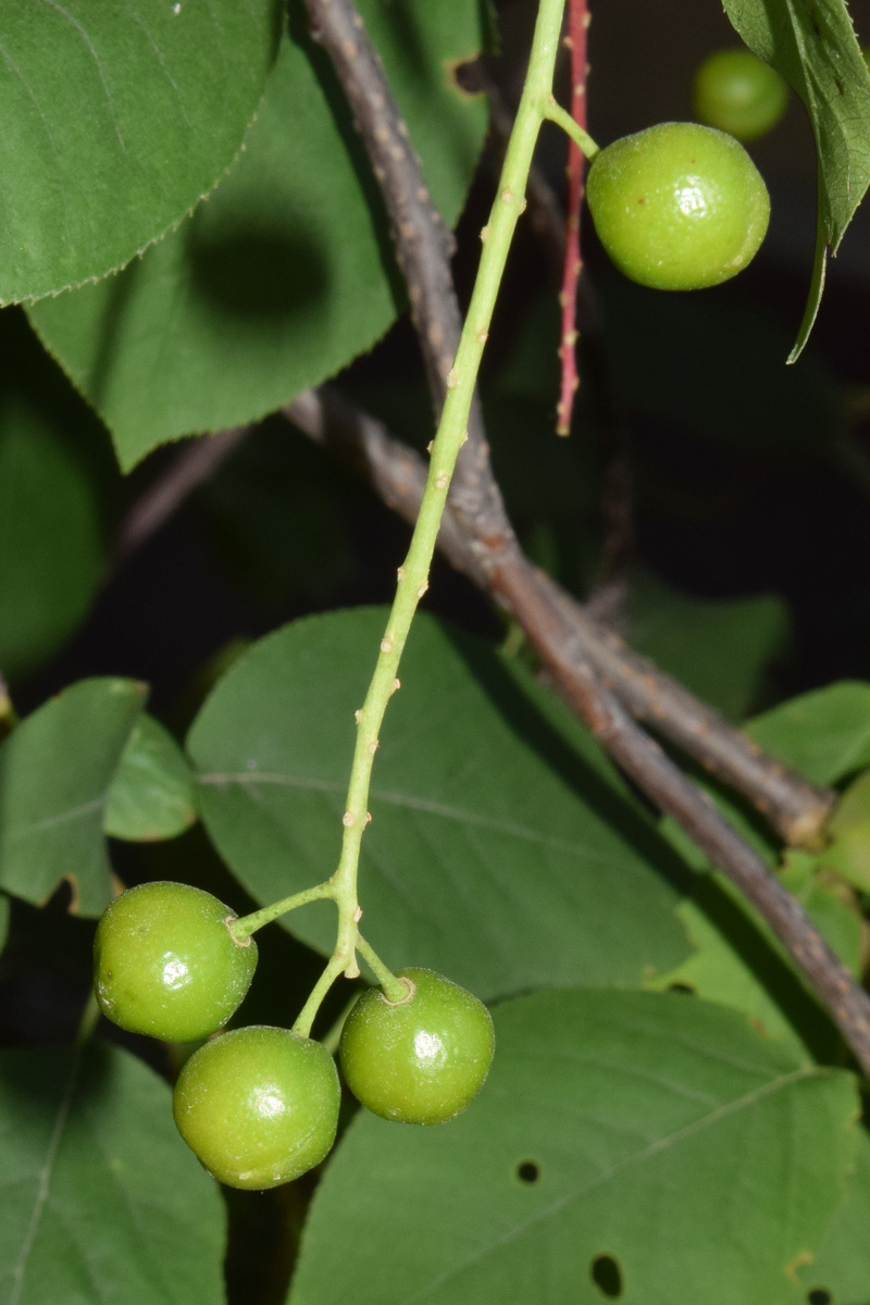 Image of Padus virginiana specimen.