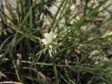 Carex baldensis