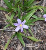 Xerophyta humilis. Цветок. Намибия, регион Khoma, ок. 40 км западнее г. Виндхук, \"Eagle Rock Guest Farm\"; плато Khomas, ок. 1900 м н. у. м., саванновое редколесье. 22.02.2020.