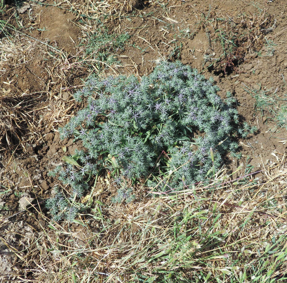 Image of Eryngium pusillum specimen.