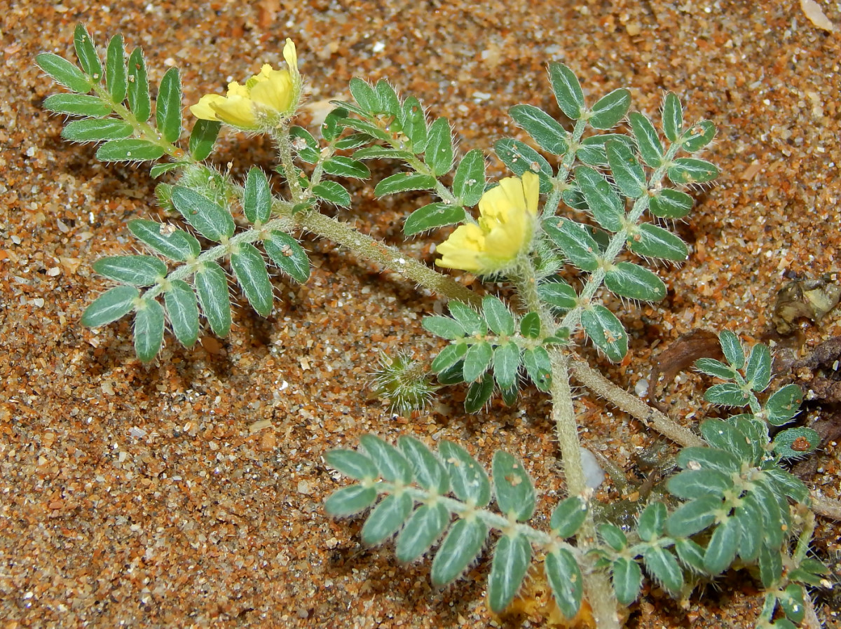 Изображение особи Tribulus terrestris.