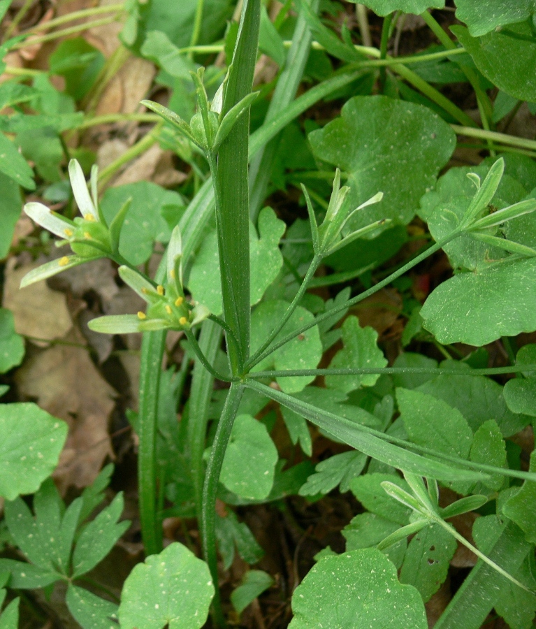 Image of Gagea lutea specimen.