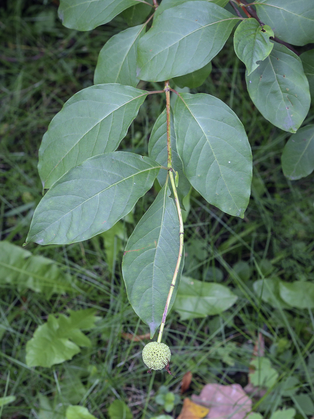 Image of Cephalanthus occidentalis specimen.