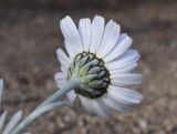 Rhodanthemum hosmariense. Соцветие (вид со стороны обёртки). Испания, автономное сообщество Каталония, провинция Жирона, комарка Баш-Эмпорда, муниципалитет Палафружель, ботанический сад \"Кап-Роч\". 27.03.2021.