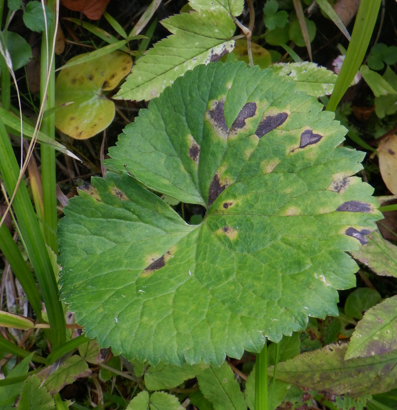 Image of Ranunculus cassubicus specimen.