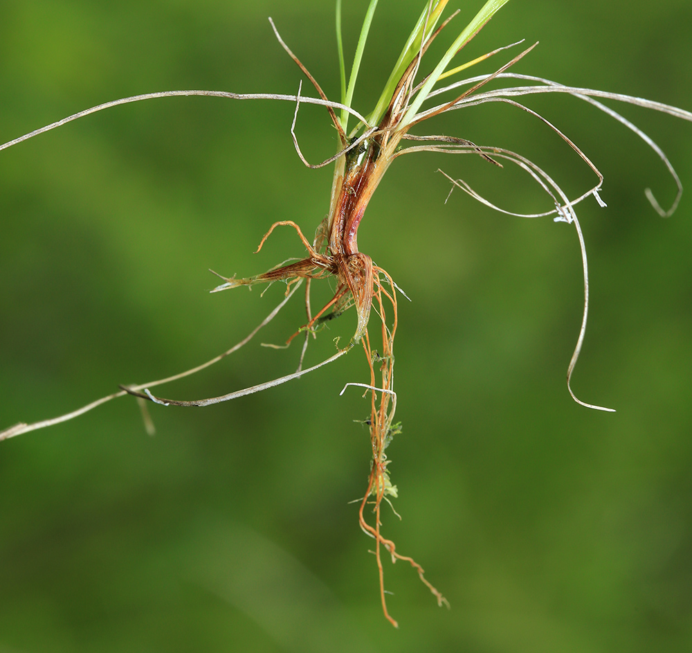 Изображение особи Carex sedakowii.