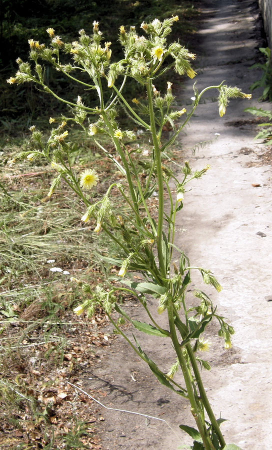 Image of Picris koreana specimen.