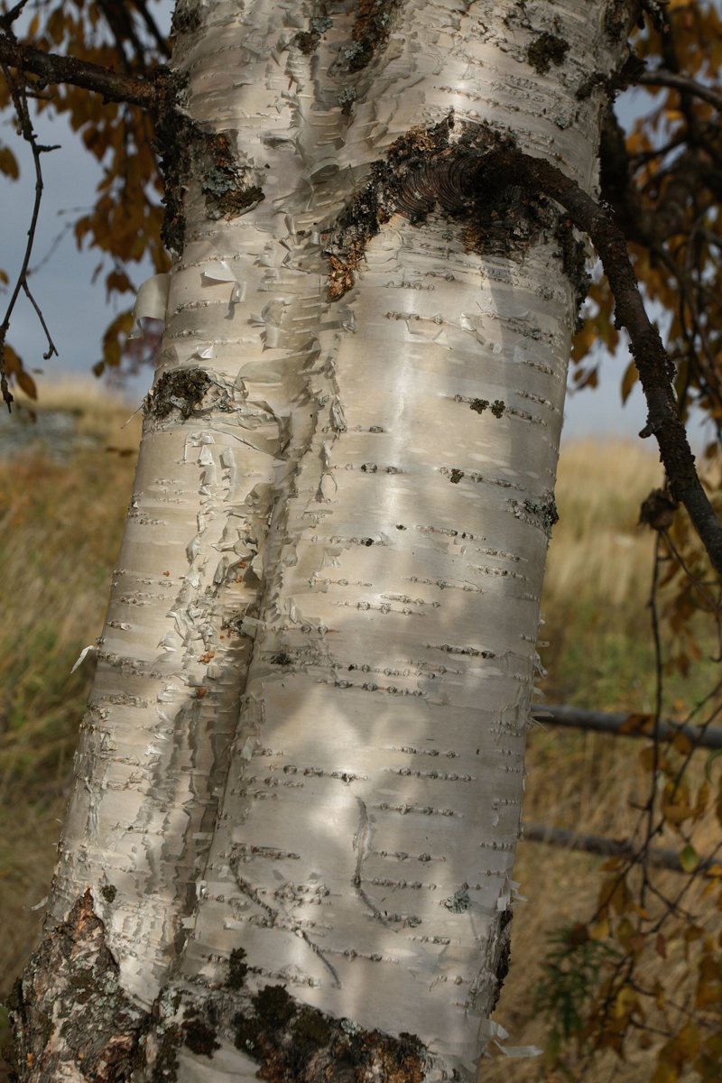 Image of Betula pendula specimen.