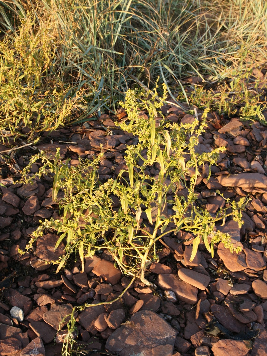 Image of Atriplex nudicaulis specimen.