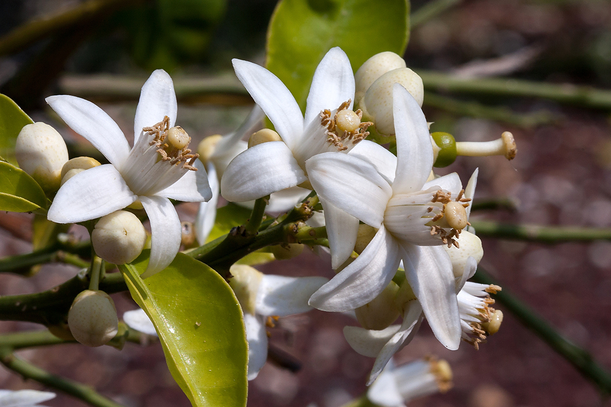 Image of Citrus × paradisi specimen.