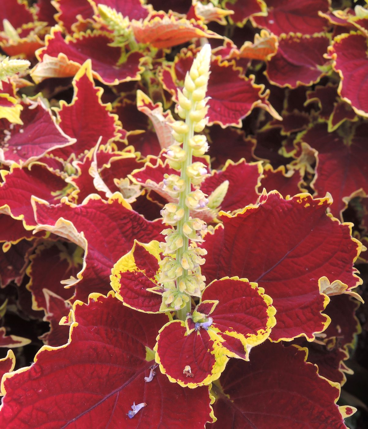 Image of Coleus scutellarioides specimen.