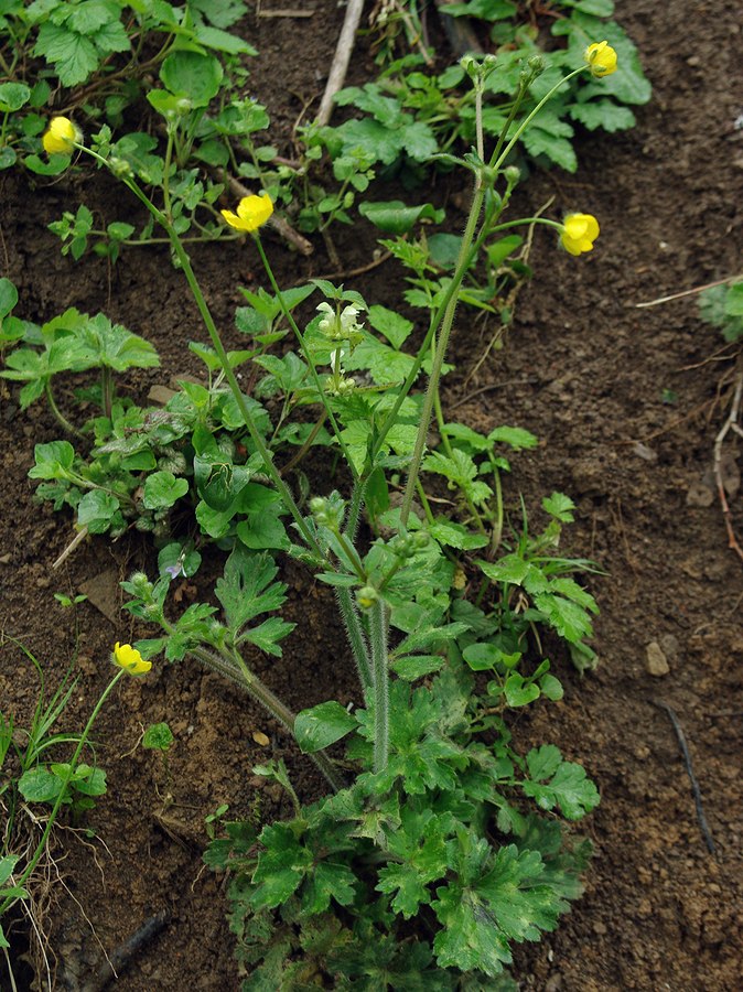 Image of genus Ranunculus specimen.