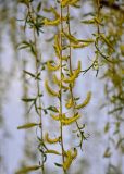 Salix babylonica