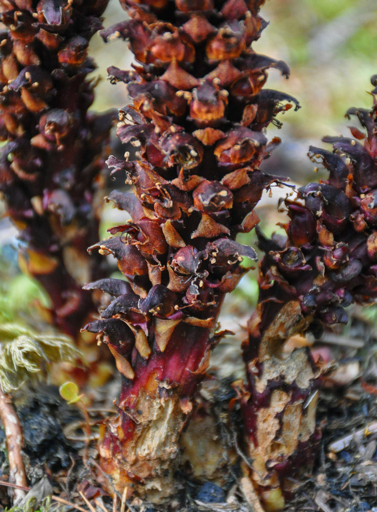 Image of Boschniakia rossica specimen.