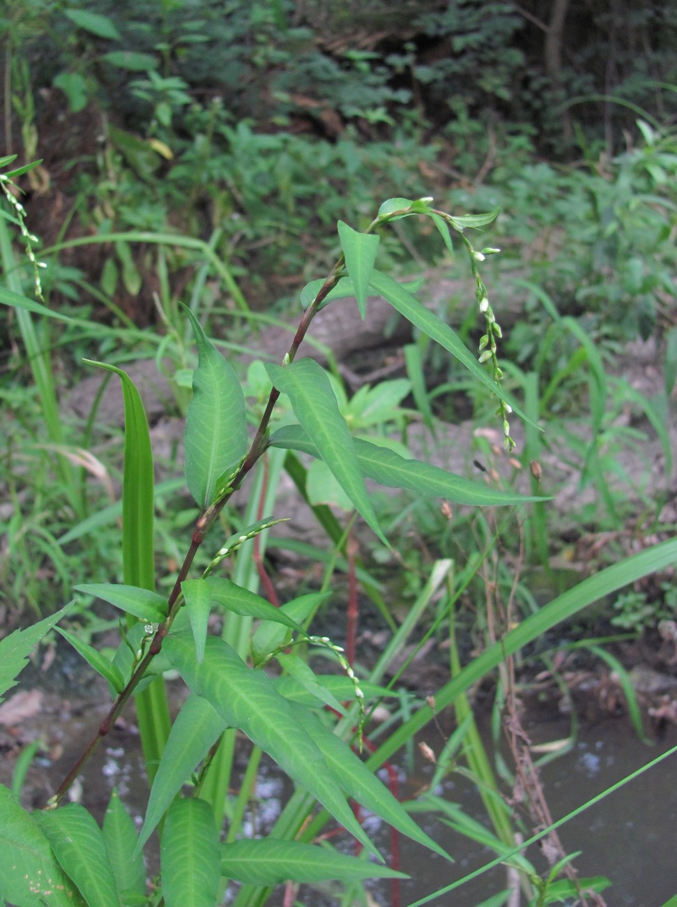 Image of Persicaria hydropiper specimen.