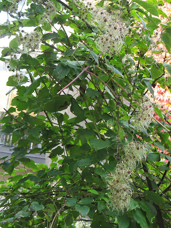 Image of Clematis vitalba specimen.