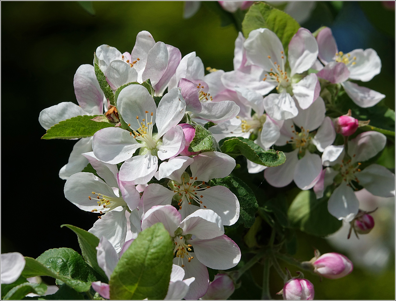 Изображение особи Malus domestica.