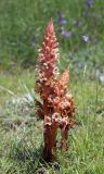 Orobanche kurdica. Цветущие растения (паразитируют на Bilacunaria microcarpos). Дагестан, Левашинский р-н, окр. с. Цудахар, остепнённая терраса. 29 мая 2022 г.