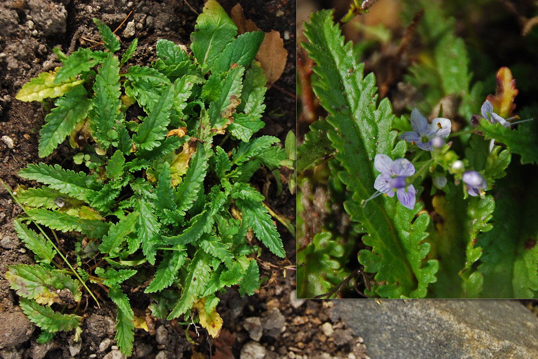 Image of Veronica schmidtiana specimen.