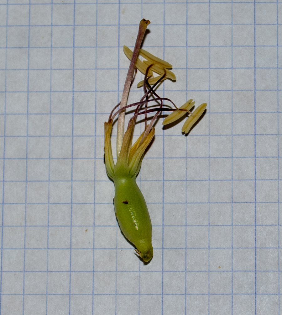 Image of Agave victoriae-reginae specimen.