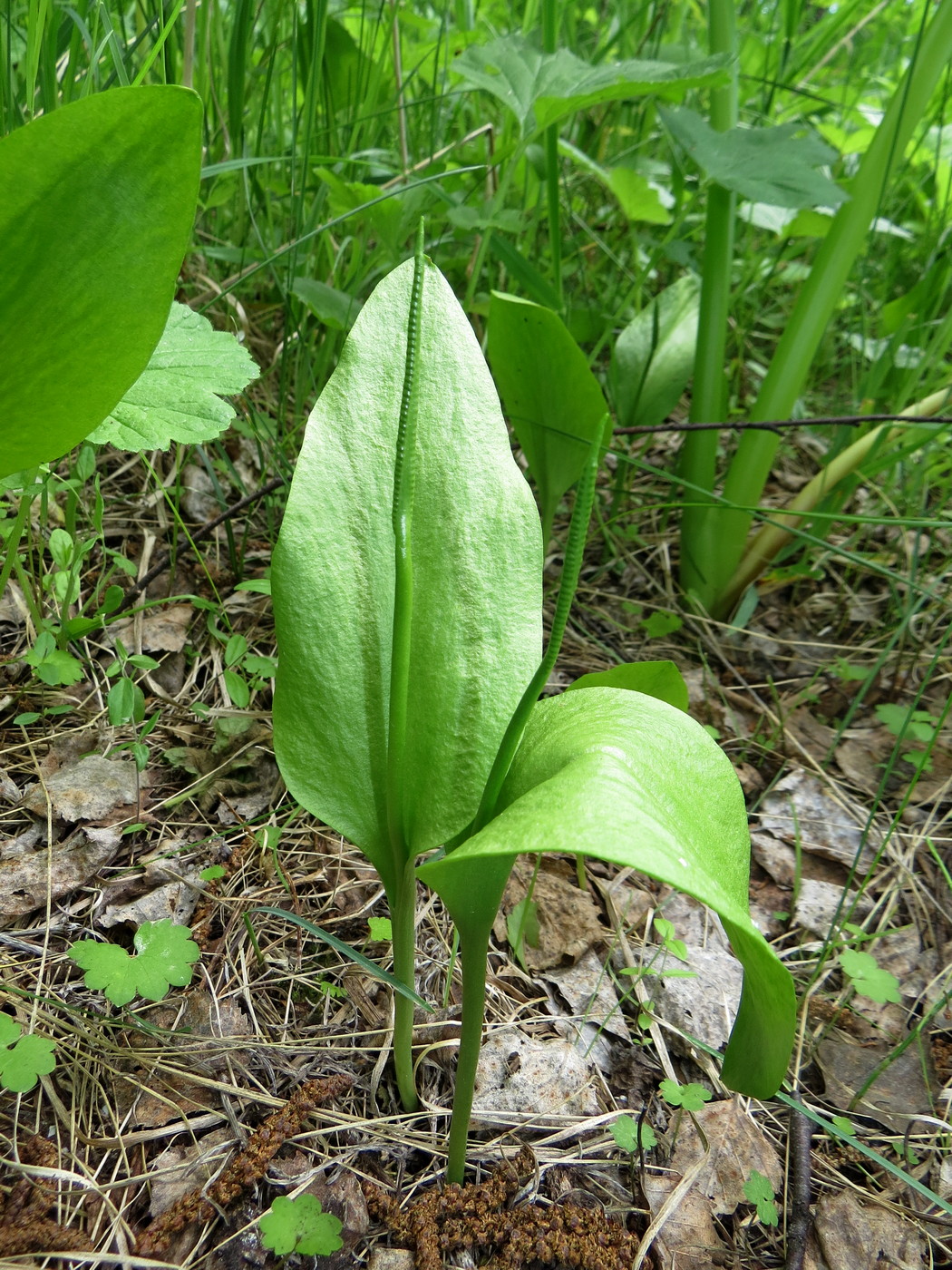 Изображение особи Ophioglossum vulgatum.