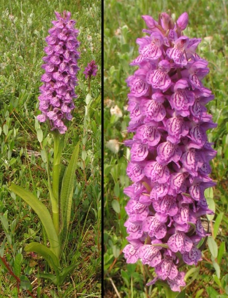 Image of Dactylorhiza praetermissa var. junialis specimen.