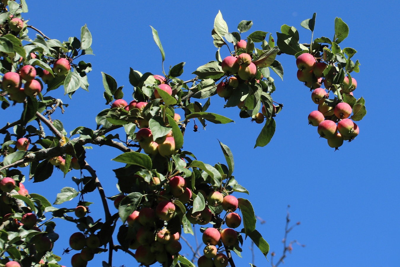 Image of Malus prunifolia specimen.