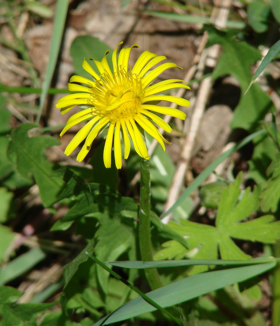 Image of genus Taraxacum specimen.