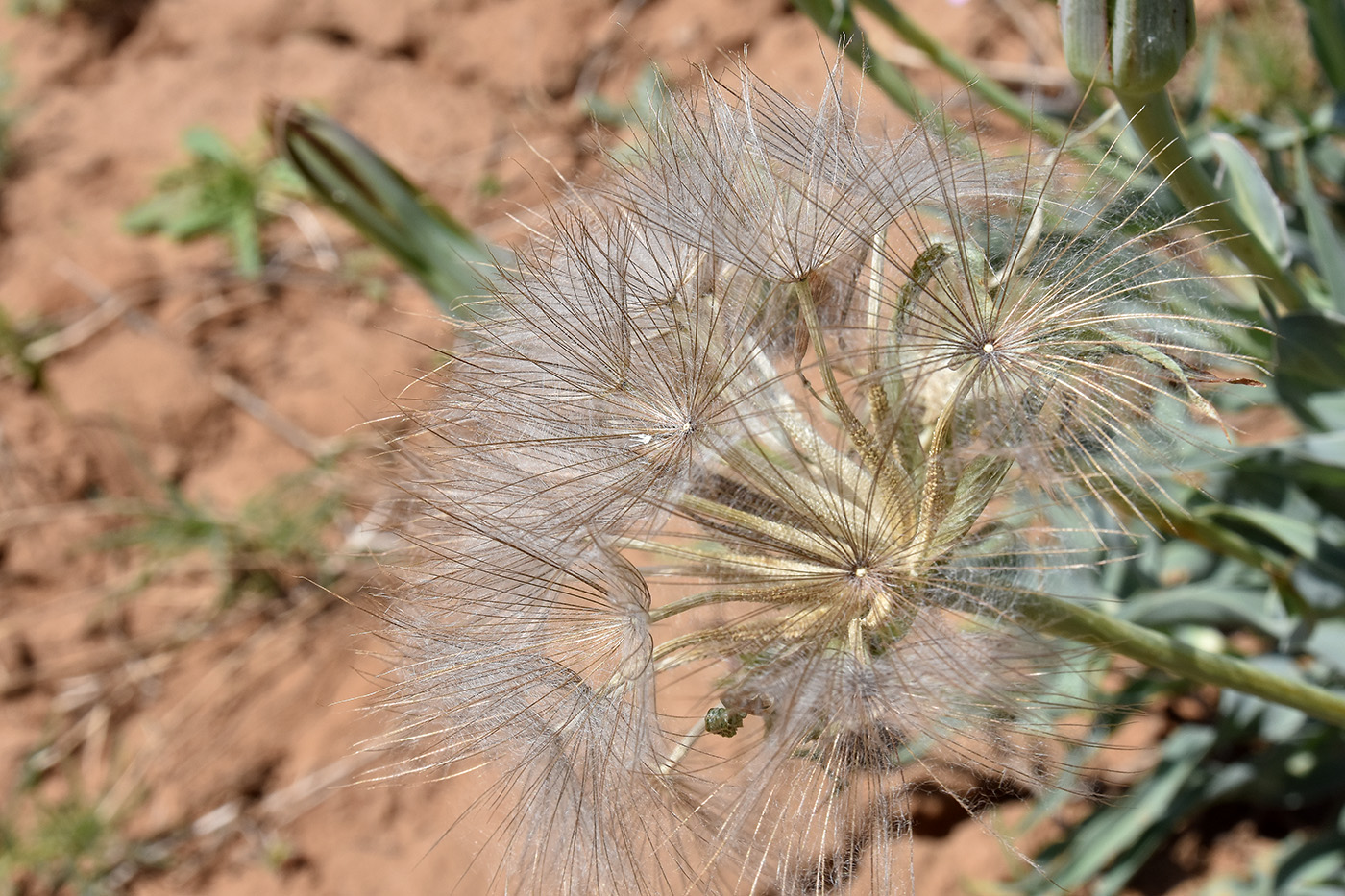 Image of Tragopogon marginifolius specimen.