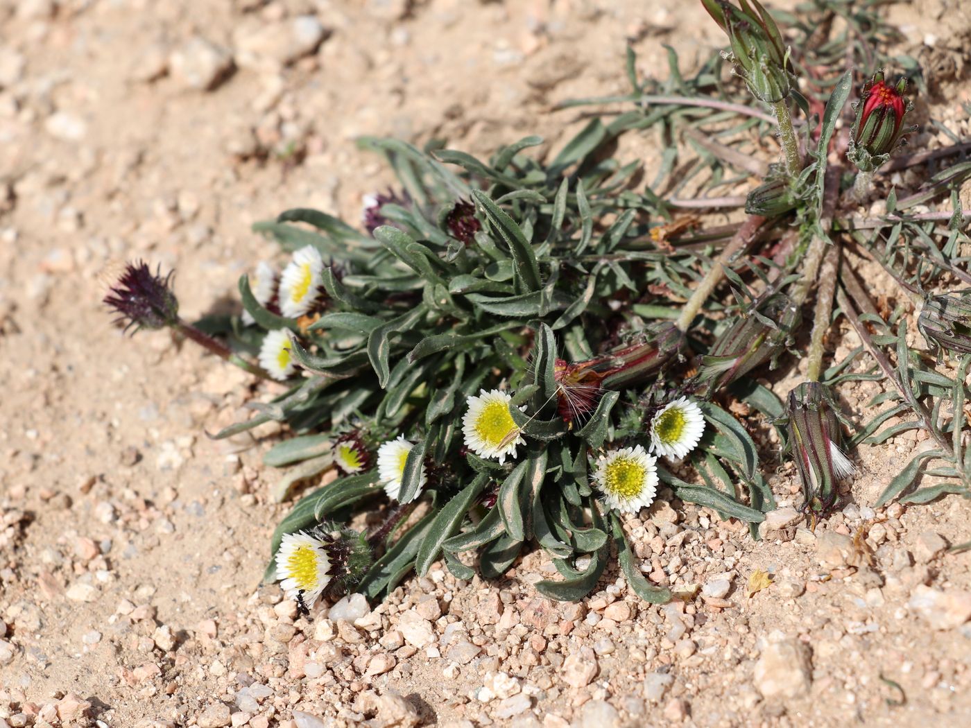 Image of Erigeron pallidus specimen.