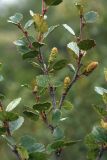 Betula × alpestris. Ветвь с соплодиями. Мурманск, г. Горелая, верхняя граница лесотундры. 08.08.2010.