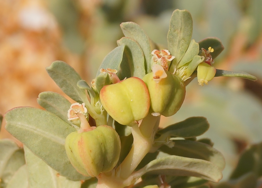 Image of Euphorbia peplis specimen.