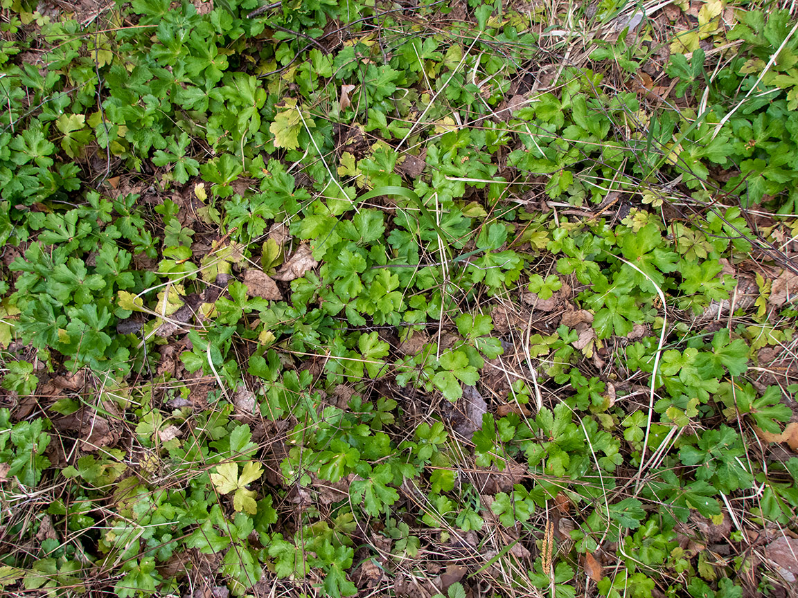 Image of Sanicula europaea specimen.