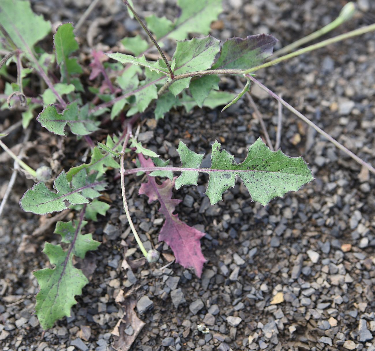 Image of familia Asteraceae specimen.