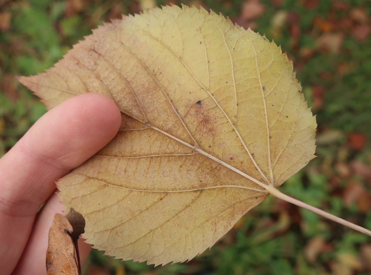 Image of genus Tilia specimen.