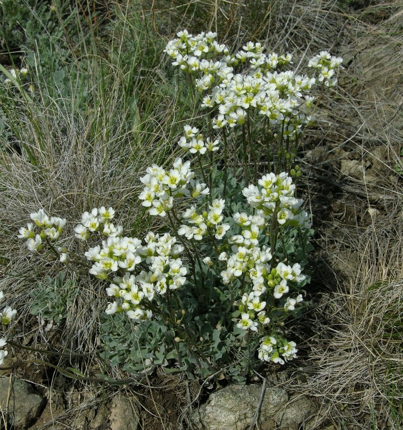 Image of Galitzkya spathulata specimen.