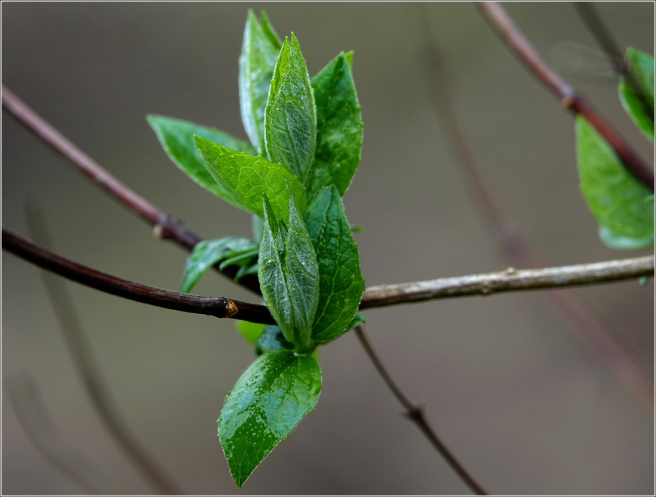 Изображение особи Philadelphus pubescens.