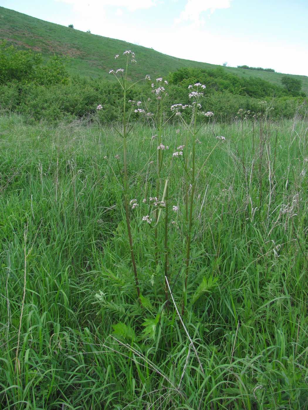 Image of Valeriana officinalis specimen.