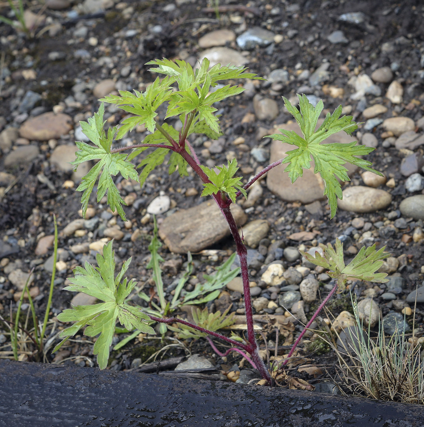 Изображение особи Geranium sibiricum.