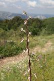 Himantoglossum caprinum. Верхушка соцветия. Крым, Долгоруковская яйла, лугово-степной склон. 15 июля 2023 г.