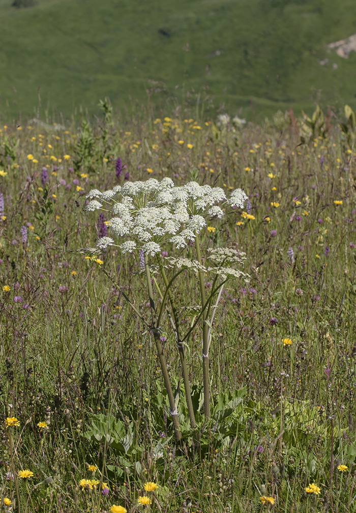 Изображение особи род Heracleum.