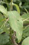 Смотреть изображение Centaurea abnormis