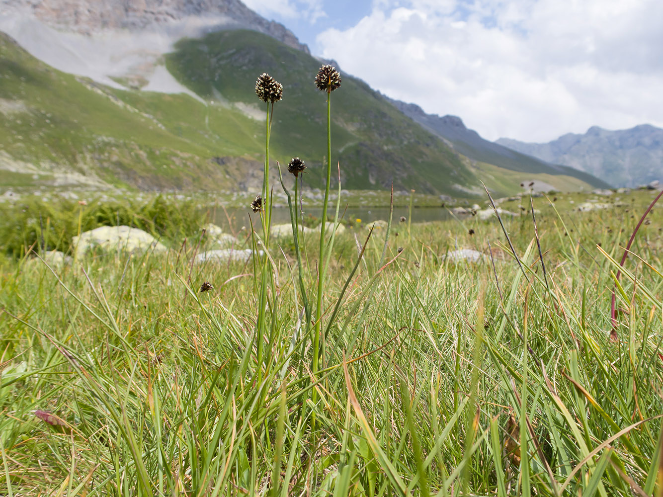 Изображение особи Juncus alpigenus.