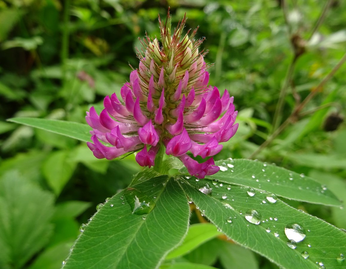 Image of Trifolium medium specimen.