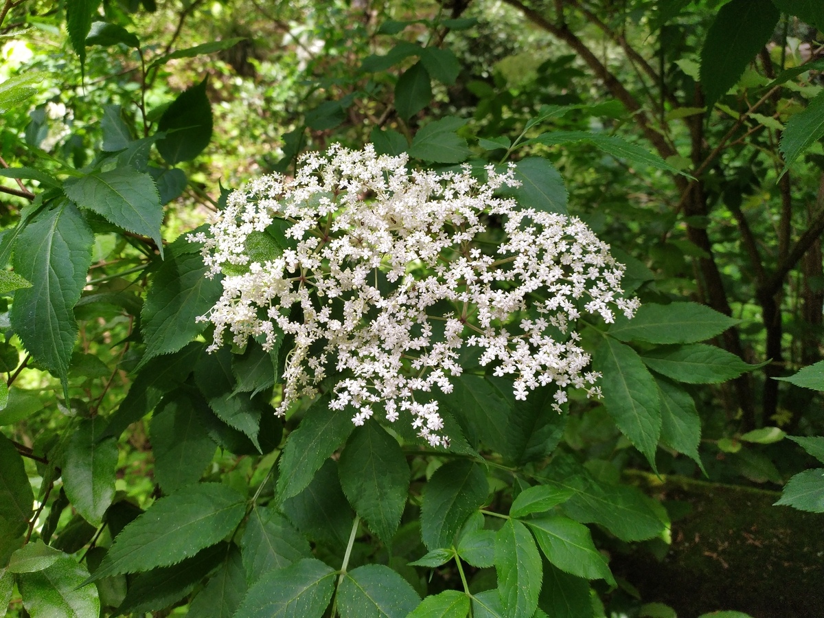 Image of Sambucus nigra specimen.