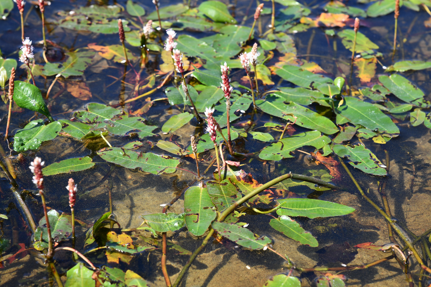 Изображение особи Persicaria amphibia.