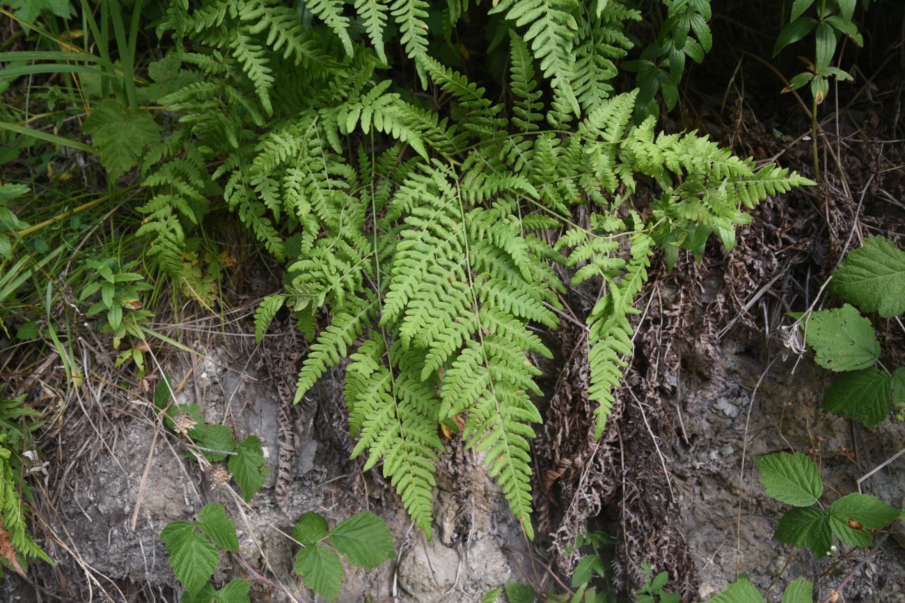 Изображение особи Pteridium aquilinum.