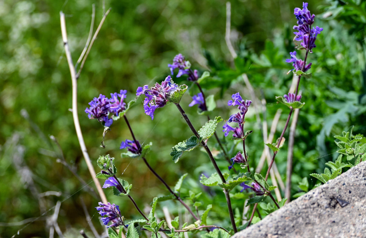 Image of Nepeta mussinii specimen.