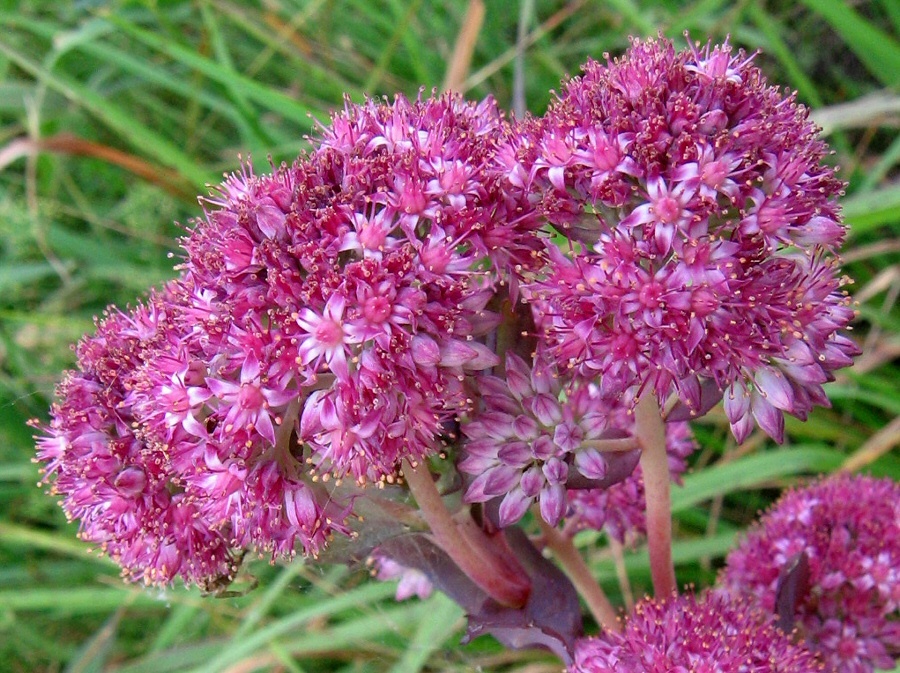 Image of Hylotelephium triphyllum specimen.