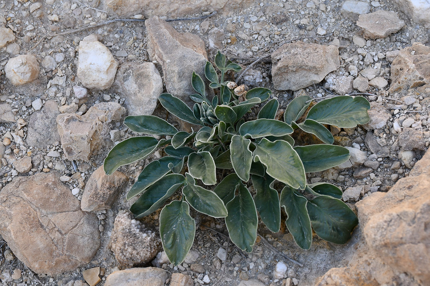 Image of Ferula kelifi specimen.